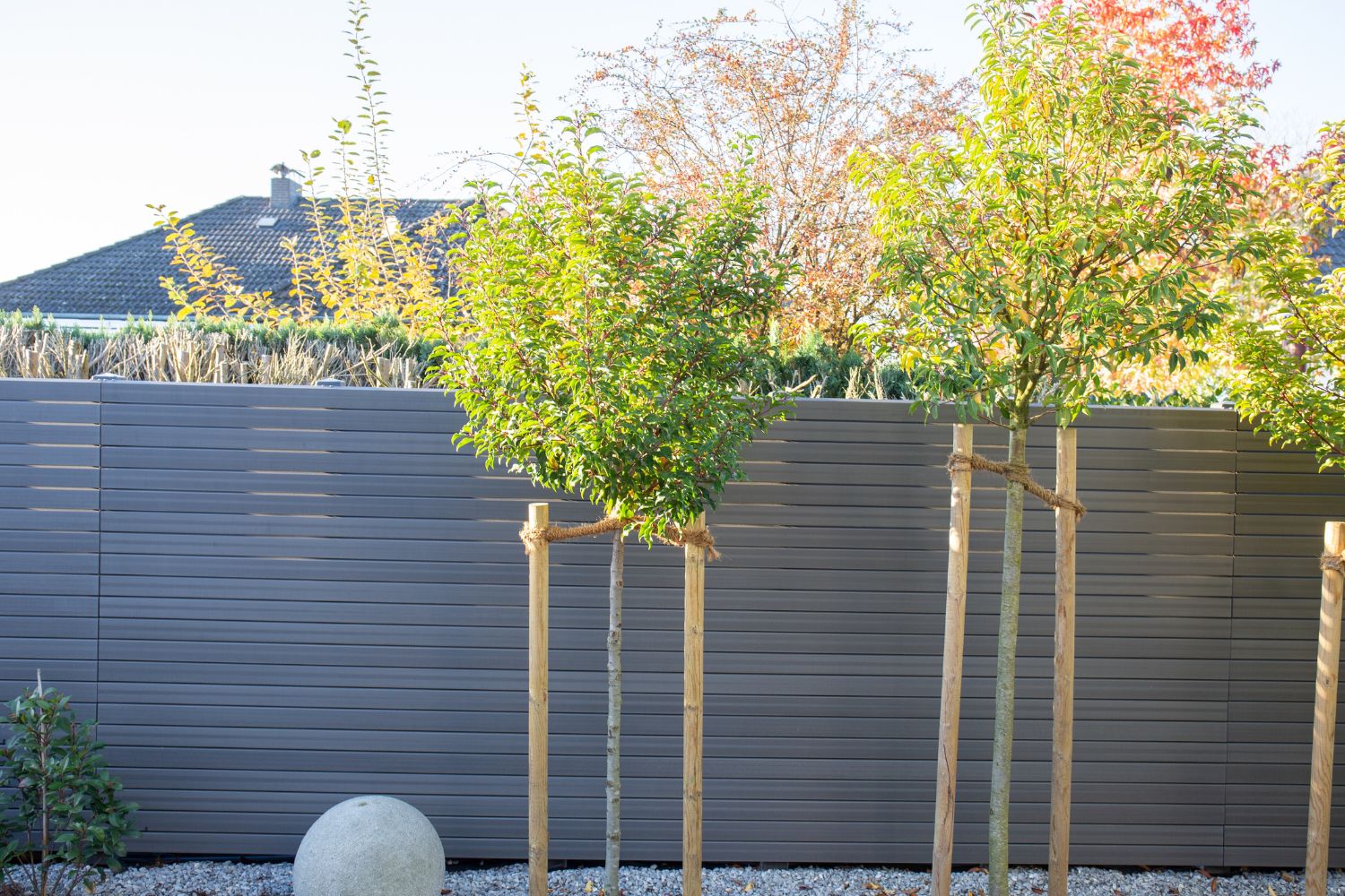 GCC als Sichtschutz im Garten